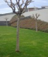 /album/realitzacio-imanteniment-de-jardins/jardiner5-jpg1/